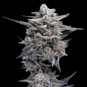 HG23 AKA Michael Jordan by DNA Genetics