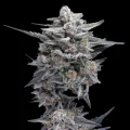 HG23 AKA Michael Jordan by DNA Genetics