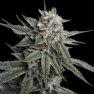 Holy Grail Kush by DNA Genetics