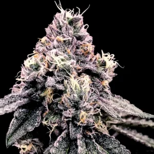 Kosher Pie by DNA Genetics