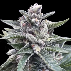 Kosher Sorbet - DNA Genetics