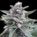 Kosher Sorbet - DNA Genetics