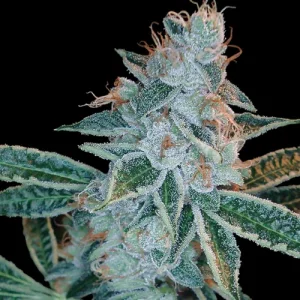 Lemon OG Kush by DNA Genetics