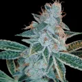 Lemon OG Kush by DNA Genetics