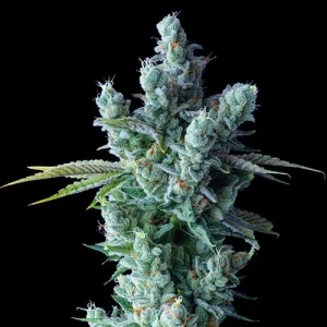 Kosher Dawg - DNA Genetics