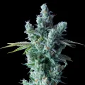 Kosher Dawg - DNA Genetics