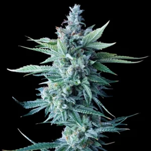 Miss DNA by DNA Genetics