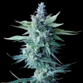 Miss DNA by DNA Genetics