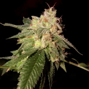 OG Kush by DNA Genetics
