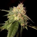OG Kush by DNA Genetics