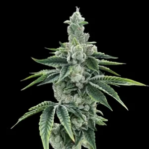 Recon 2.0 by DNA Genetics