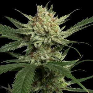 Strawberry Banana by DNA Genetics