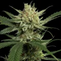 Strawberry Banana by DNA Genetics