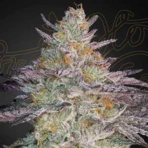 SLH x GMO (Super Banana Mango)- Greenhouse Seeds