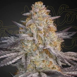 Super Lemon Haze x RS11 - Greenhouse Seeds