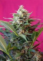 Big Devil XL Auto Feminised Seeds