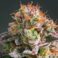 Apricot Oreoz by Anesia Seeds