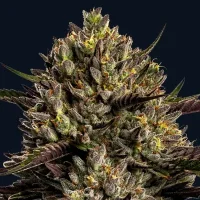 Chimera Cut by Anesia Seeds