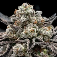 EPIC BUZZ by Anesia Seeds