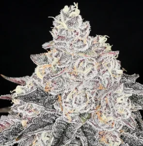 Frozen Black Cherry - Anesia Seeds
