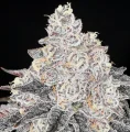 Frozen Black Cherry - Anesia Seeds