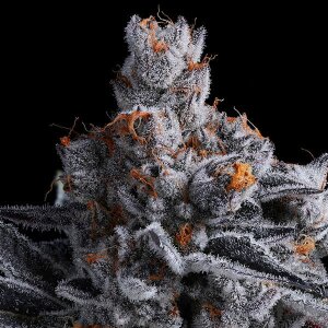 High MARS - Anesia Seeds