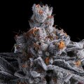 High MARS - Anesia Seeds