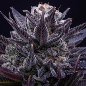 IMPERIUM X - Anesia Seeds