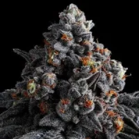 Indigo Sapphire - Anesia Seeds