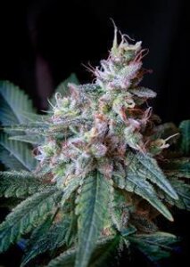 Cream Caramel Auto - Sweet Seeds