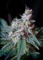 Cream Caramel Auto - Sweet Seeds