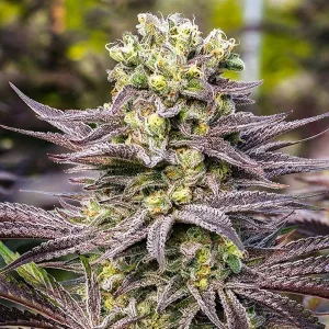 Oracle Octane by Anesia Seeds