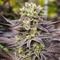 Oracle Octane by Anesia Seeds