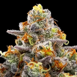 Purple Boost Highness by Anesia Seeds