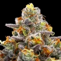 Purple Boost Highness by Anesia Seeds