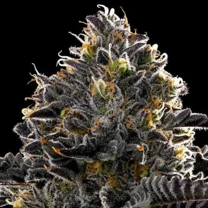 Purple Lobster - Anesia Seeds