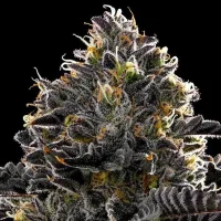 Purple Lobster - Anesia Seeds