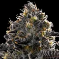 Purple Lobster - Anesia Seeds