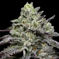 Smashberry Fumez - Anesia Seeds