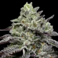 Smashberry Fumez - Anesia Seeds