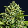 Sticky Boof by Anesia Seeds