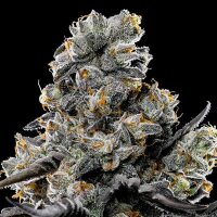 Violet Face - Anesia Seeds