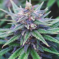 Blue Fruit Auto by Seeds66