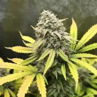 Grape Ape Auto by Seeds66