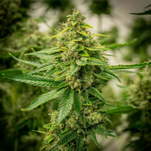 Deelite Auto by Seeds66