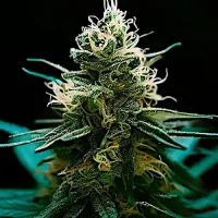 Ghost OG Chemdog Auto by Seeds66