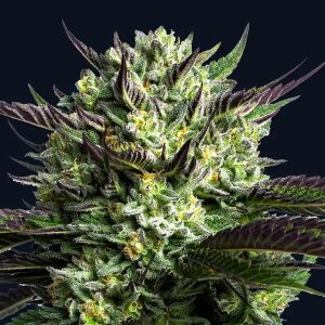 WHAM BOOM by Anesia Seeds