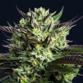WHAM BOOM by Anesia Seeds