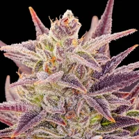 Auto Imperium X - Anesia Seeds