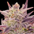 Auto Imperium X - Anesia Seeds